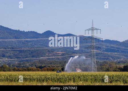 Buggingen, Deutschland. 09. August 2022. Eine Feldsprinkleranlage sprüht Wasser aus einer Düse auf ein Maisfeld. Die anhaltende Trockenheit macht für viele Landwirte eine Bewässerung notwendig. Quelle: Philipp von Ditfurth/dpa/Alamy Live News Stockfoto