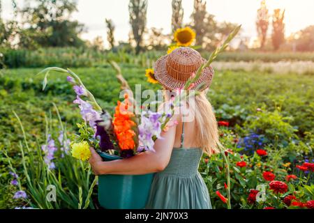 Rückansicht einer Gärtnerin mit einem Eimer voller frischem Gladiolus und Dahlien, die bei Sonnenuntergang im Sommergarten ernten. Schnittblumen ernten Stockfoto