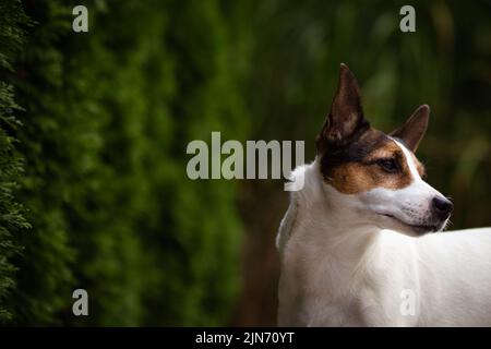 Jack Russell Terrier Hundeportrait im Freien vor leuchtend grünen Zedernhecken Stockfoto