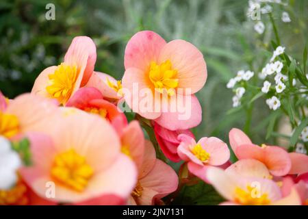 Die wunderschöne rosa und gelbe Wax Begonia blüht im Garten Stockfoto