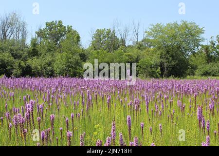 Praie lodert auf einer Wiese mit Bäumen im Hintergrund in Camp Pine Woods in des Plaines, Illinois Stockfoto