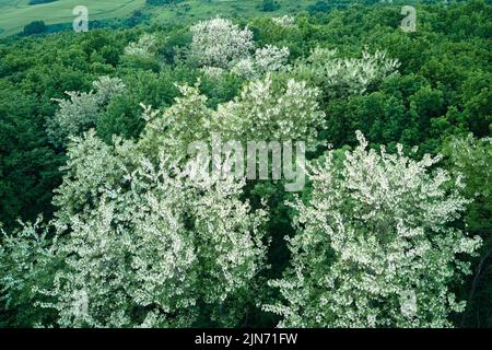 Luftaufnahme des dunklen üppigen Waldes mit blühenden grünen Bäumen Vordächern im Frühjahr Stockfoto