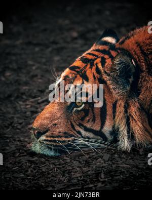 Die vertikale Nahaufnahme des Kopfes eines Sumatra-Tigers, der auf dem Boden liegt Stockfoto