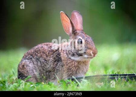 Grauer kleiner Hase, der Gras auf dem Sommerfeld frisst. Wildes Kaninchen in der Natur Stockfoto