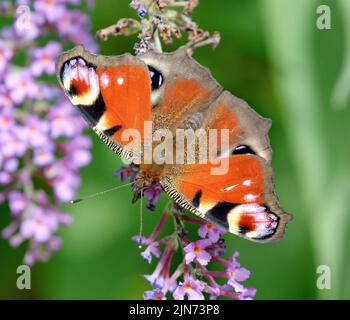 Ein Pfauenschmetterling (Aglais io), der sich von Nektar aus einem Buddleia-Busch ernährt. Stockfoto
