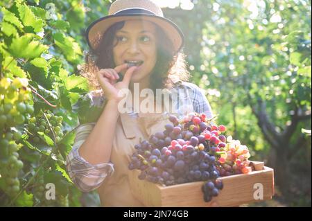 Entzückende, lockige, schöne Frau, Weinbauern, die Trauben während der Weinlese am frühen Herbstmorgen im Weinberg verkostet Stockfoto