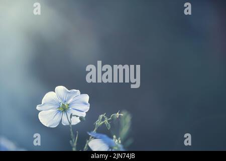 Leinenblüte oder linum perenne auf natürlichem blauen Hintergrund. Makroaufnahme. Natur Hintergrund Stockfoto