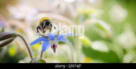 Büffelschwanzhummel (Bombus terrestris), die Nektar von Borago officinalis nimmt. Sommer Natur Hintergrund mit Kopierraum. Banner Stockfoto