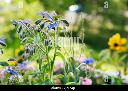 Borretsch (Borago officinalis) Blumen und Knospen im grünen Sommergarten. Die Heilpflanze. Geschmack und Geruch von Gurken. Sternblume Stockfoto