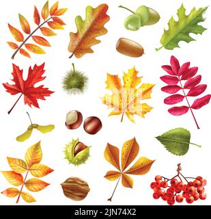 Schöne bunte Herbstblätter von verschiedenen Bäumen Kastanien-Aschbeeren und acorn Set isoliert auf weißem Hintergrund flache Vektorgrafik Stock Vektor
