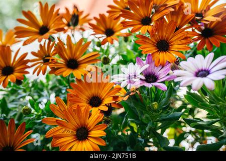 Orange und violette Cape marguerite, Cape Daisy, Sonntags River Daisy oder Osteospermum ecklonis. Sommer floralen Hintergrund Stockfoto