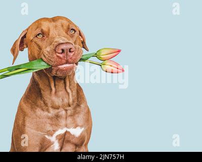 Liebenswerter, hübscher brauner Welpe und leuchtende Blumen. Nahaufnahme, innen. Studioaufnahme. Herzlichen Glückwunsch an Familie, Verwandte, Angehörige, Freunde und Kollegen Stockfoto