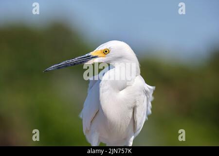 Weißer Reiher, wilder Seegreiher, im Sommer auch als Reiher am Meer bekannt Stockfoto