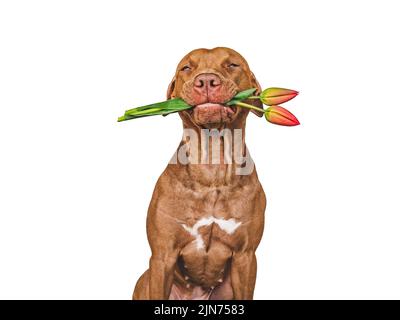 Liebenswerter, hübscher brauner Welpe und leuchtende Blumen. Nahaufnahme, innen. Studioaufnahme. Herzlichen Glückwunsch an Familie, Verwandte, Angehörige, Freunde und Kollegen Stockfoto