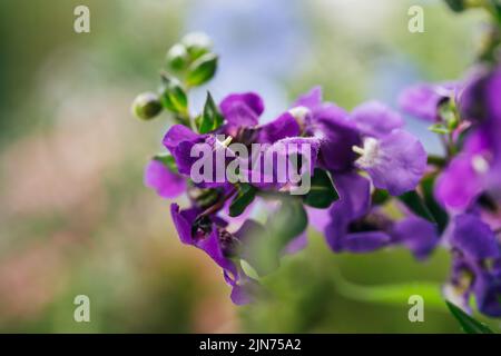 Sommer snapdragon Serena Blau Blumen - lateinischer Name - Angelonia angustifolia Serena Blau Stockfoto