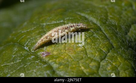 Grüne Lacewing-Larve Stockfoto