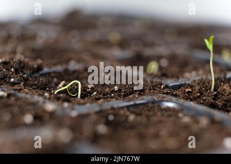 Tomaten aus Samen anbauen, Schritt für Schritt. Schritt 4 - der erste Sprossen. Stockfoto