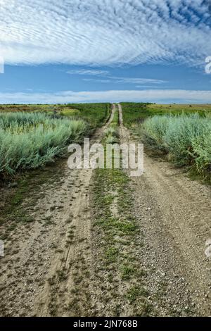 Eine kleine unbefestigte Straße führt in die Prärie im Norden von Idaho. Stockfoto