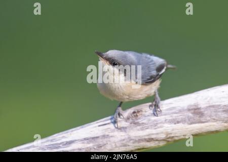 Ein Nahaufnahme-Foto eines niedlichen kleinen Pygmäen-Akts, der auf einem Stock in Nord-Idaho thront. Stockfoto