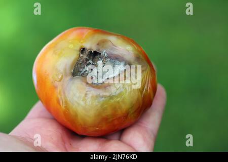 Noch grüne, unreife, junge Tomatenfrüchte, die von Blütenendfäule betroffen sind. Diese physiologische Störung in der Tomate, verursacht durch Kalziummangel. Stockfoto