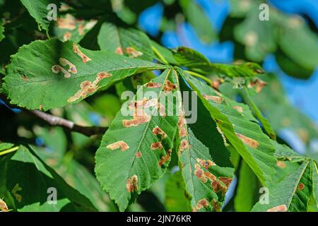 Fütterungsschäden durch den Bergmann aus Rosskastanie, Cameraria ohridella Stockfoto