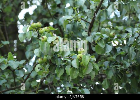 Europäische Wilde Birne, Wilde Birne (Pyrus pyraster), Zweig mit Früchten. Stockfoto