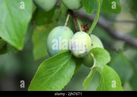 Pflaumenfruchtmotte, Grapholita funebrana, beschädigte reife Pflaumenfrüchte. Stockfoto