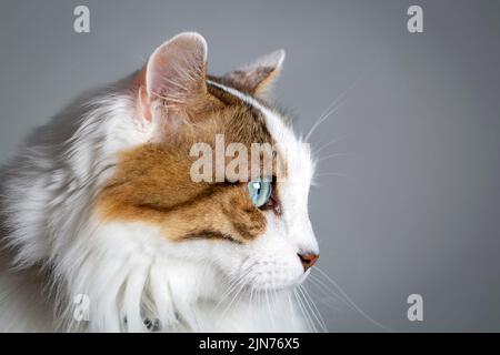 Blauäugige Katze, weiße Katze. Allein depressive Katze. Stockfoto