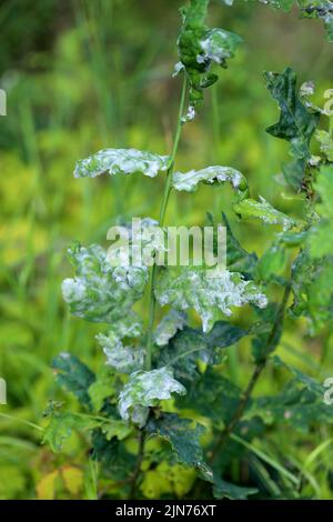 Mehltau auf Eichenblättern. Dies ist eine gefährliche Pilzerkrankung, die durch den Erysiphe alphitoides (Microsphaera alphitoides)-Pilz verursacht wird. Stockfoto