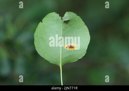 Birnenrost, infizierte Blätter von Pilzerkrankungen, Birnengerstenrost, Gymnosporangium sabinae. Stockfoto