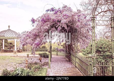 Glyzinien in voller Blüte wachsen auf grünen schmiedeeisernen Spalieren in Arche mit Spitzen-Pavillon und Landschaft im Hintergrund und Teppich aus lila Blütenblätter streuen Stockfoto