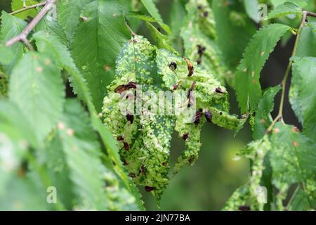 Gall von Ulmengras-Blattlaus oder Ulmensacklaus (Tetraneura ulmi) auf grünem Blatt von Ulmus glabra oder Wych Ulme. Stockfoto