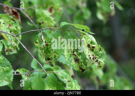 Gall von Ulmengras-Blattlaus oder Ulmensacklaus (Tetraneura ulmi) auf grünem Blatt von Ulmus glabra oder Wych Ulme. Stockfoto