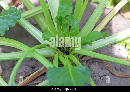 Beschädigte Pflanzen von Zuckerrüben durch Raupen des Rübenmotten Scrobipalpa ocellatella, ist eine Motte aus der Familie Galechiidae. Dies ist ein wichtiger Schädling. Stockfoto
