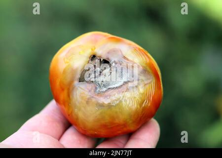 Noch grüne, unreife, junge Tomatenfrüchte, die von Blütenendfäule betroffen sind. Diese physiologische Störung in der Tomate, verursacht durch Kalziummangel. Stockfoto