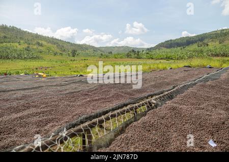 Kaffeebohnen trocknen in der Sonne auf der Kaffeefarm im Freien Stockfoto