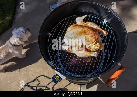 Rauchen von Fleisch draußen - ein ganzes rohes Huhn mit Gewürzen sitzt auf dem obersten Regal eines offenen Fasses Elektroraucher mit einer Platte Fleisch darunter, während ein l Stockfoto