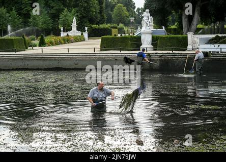 Potsdam, Deutschland. 09. August 2022. Mitarbeiter der Stiftung Preußische Schlösser und Gärten entfernen das Algenwachstum aus dem Wasserbecken des Großen Brunnens im Park Sanssouci, das hauptsächlich aus Meerjungfrauen-Unkraut und Wasserpflanzen besteht. Normalerweise geschieht dies einmal im Jahr, wenn das Wasser ebenfalls vollständig abgelassen wird. In den letzten Jahren ist das Wachstum durch Sonnenlicht und den Einsatz von Wasser aus der Havel so stark angestiegen, dass eine weitere Reinigung notwendig ist. Quelle: Jens Kalaene/dpa/Alamy Live News Stockfoto