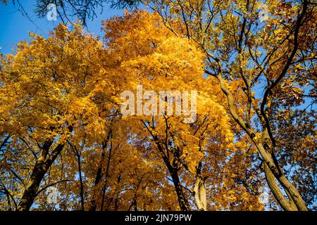 Blick von unten auf die Baumkronen im Herbstwald. Herrliche Morgenszene im bunten Wald. Stockfoto