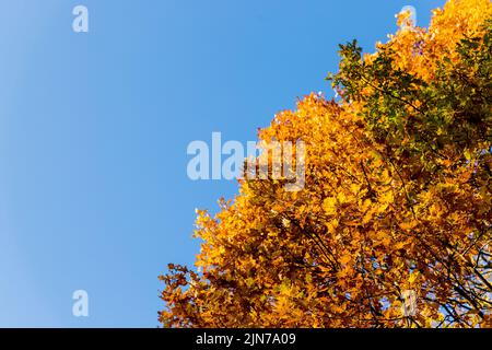Blick von unten auf die Baumkronen im Herbstwald. Herrliche Morgenszene im bunten Wald. Stockfoto