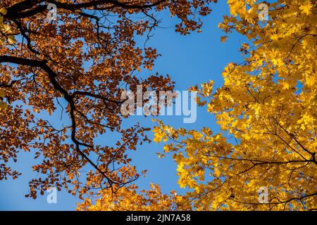 Blick von unten auf die Baumkronen im Herbstwald. Herrliche Morgenszene im bunten Wald. Stockfoto