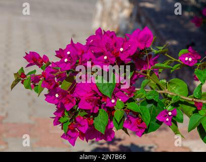 Mehrblühige rosa Bougainvillaea. Nahaufnahme des Bougainvillaea-Zweiges. Stockfoto