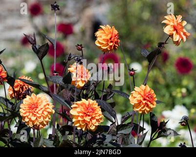 Orangefarbene Sommerblumen der dunkelblättrigen dekorativen Dahlia, Dahlia 'David Howard' Stockfoto