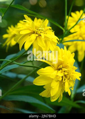 Doppelte gelbe Blüten der später blühenden winterharten Staude, Rudbeckia laciniata 'Goldquelle' Stockfoto