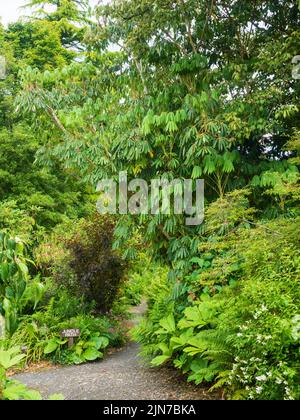 Tropisch aussehendes, palmates, immergrüner Laub des Gartenhauses, Form des winterharten Regenschirmbaums, Schefflera taiwaniana Stockfoto