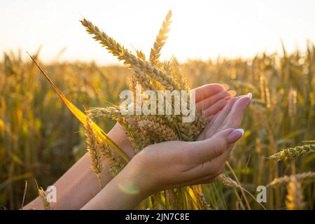 Die Hand einer Frau hält reife Ähren von Getreide auf einem verschwommenen Hintergrund eines Getreidefeldes. Das Konzept der Ernte. Stockfoto