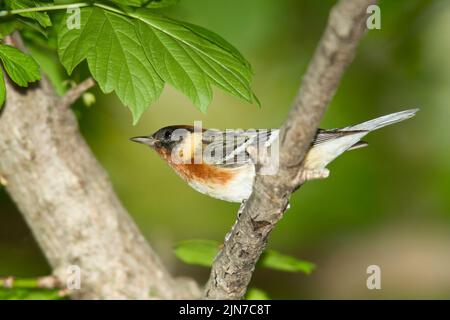 Baguastwaldsänger (Setophaga castanea) , Männchen, Brutgefieder Stockfoto