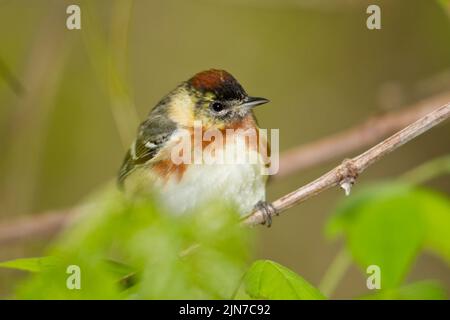 Baguastwaldsänger (Setophaga castanea) , Männchen, Brutgefieder Stockfoto