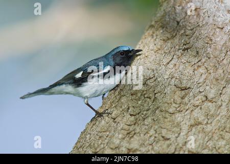 Black-throated Blau Warbler (Dendroica Caerulescens), männlich, Zucht Gefieder Stockfoto