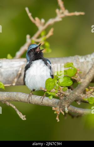 Schwarzkehliger Blauwaldsänger (Dendroica caerulescens), Männchen, Aufzucht von Gefieder Stockfoto